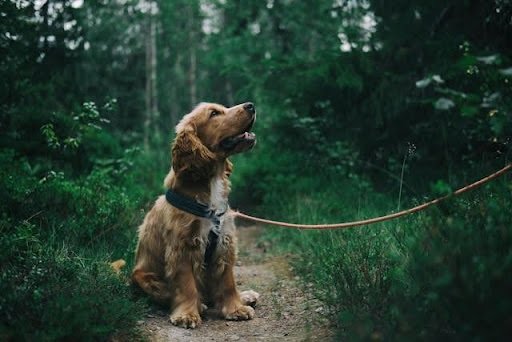 7 Ways to Help Your Pet Feel Calm During Grooming dog groomers in College Park