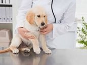 How Veterinary Hospitals Provide Holistic And Integrative Care How Veterinary Hospitals Provide Holistic And Integrative Care